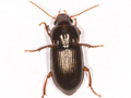 Amara apricaria